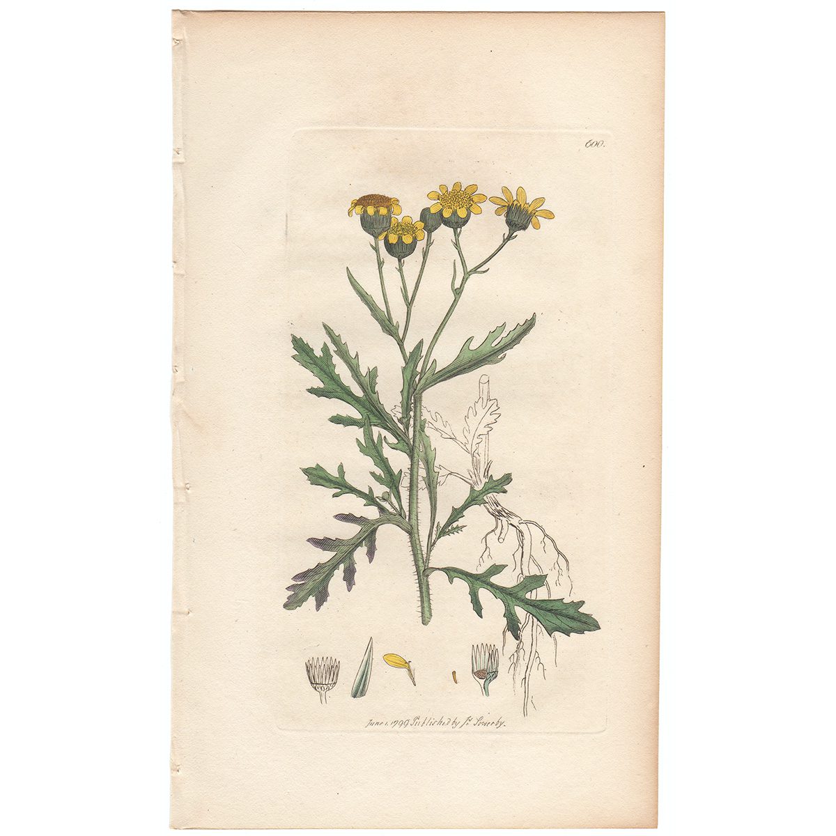 Sowerby Botany Plate 600 Inelegant Ragwort