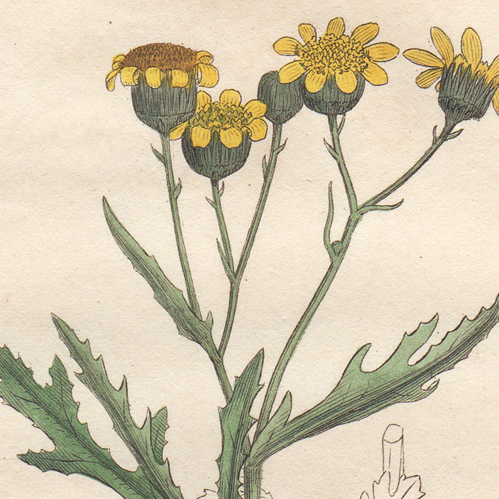 James Sowerby English Botany