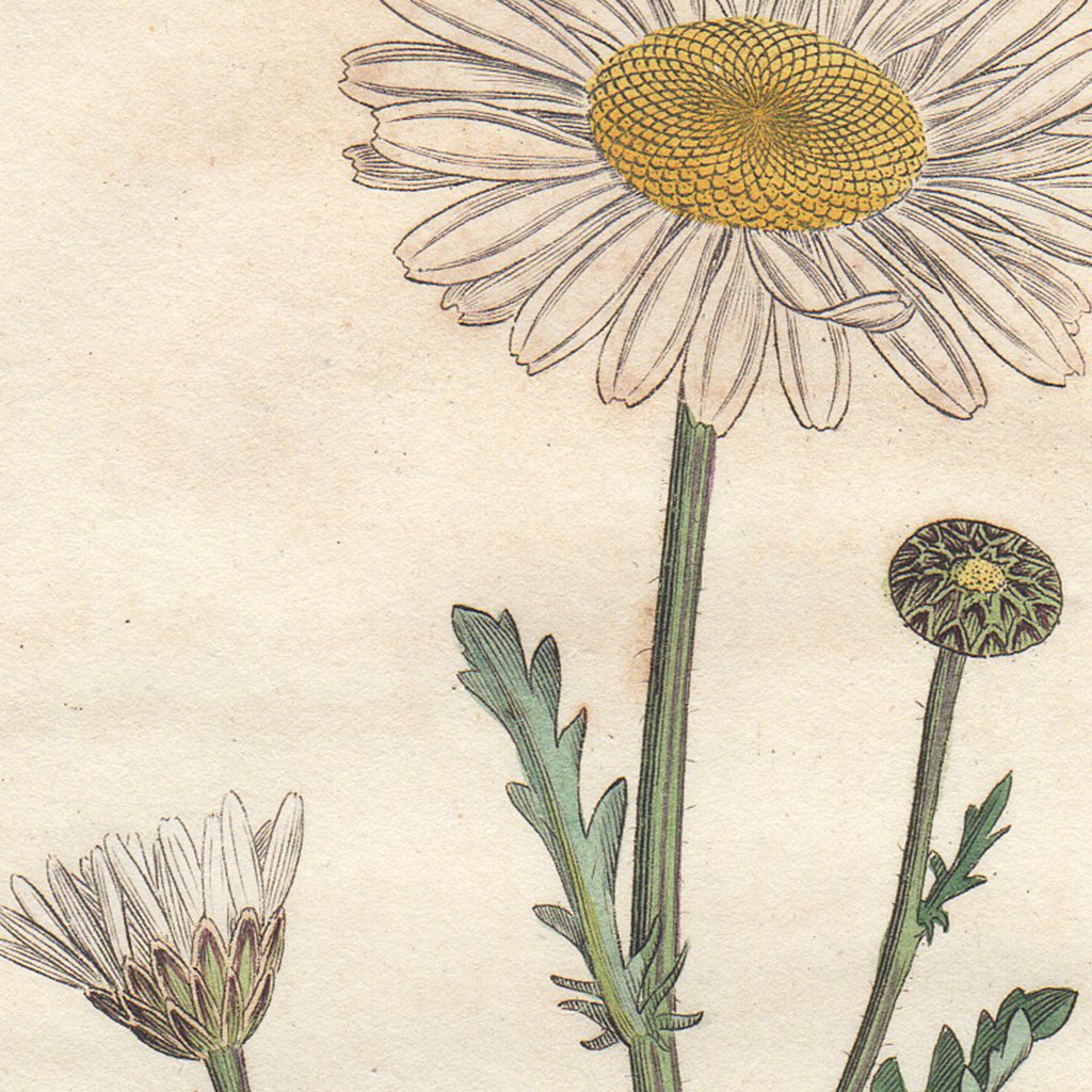 James Sowerby English Botany