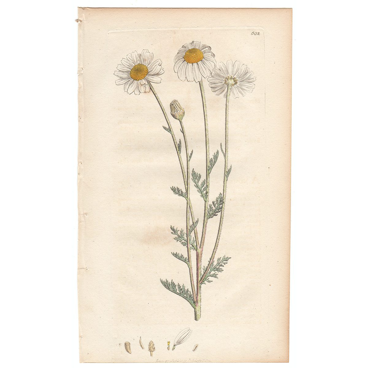 Sowerby Botany Plate 602 Corn Chamomile