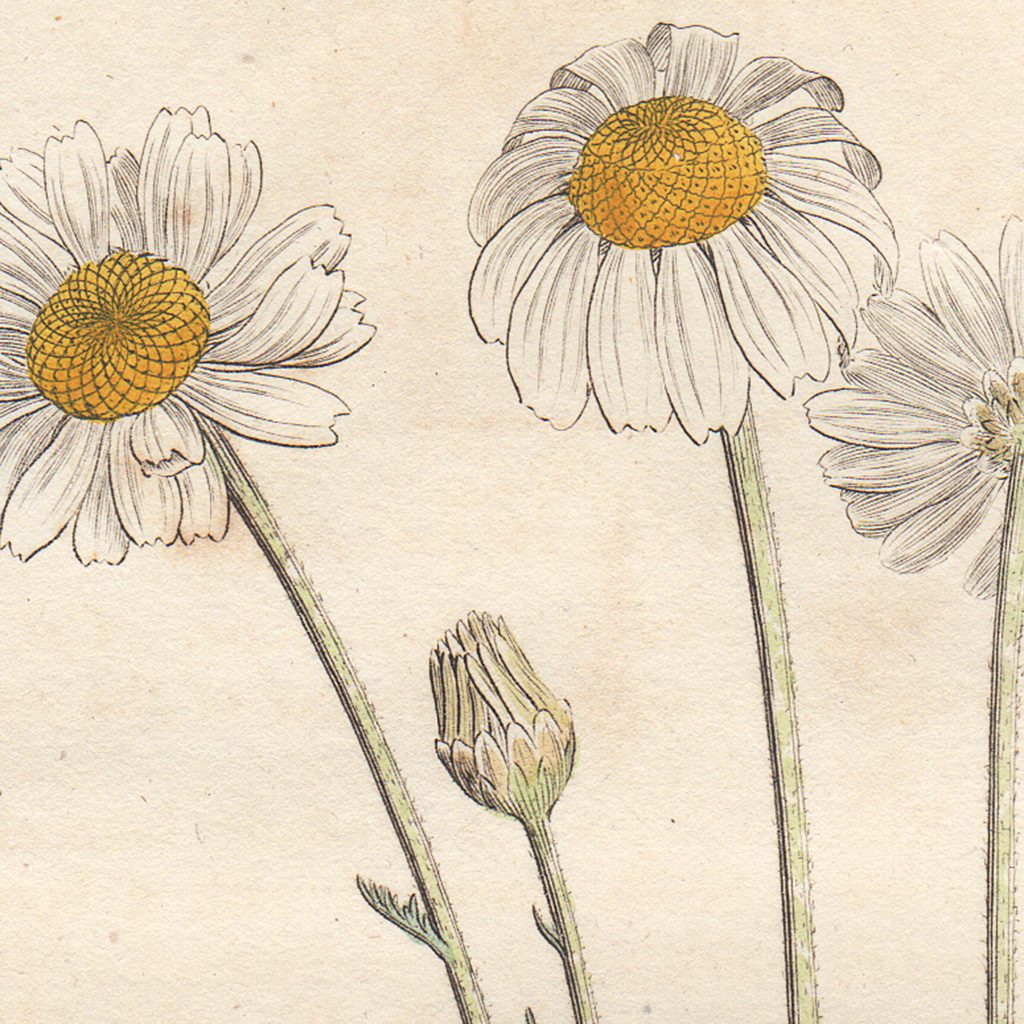 James Sowerby English Botany