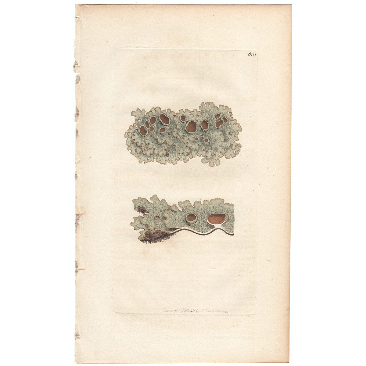 Sowerby Botany Plate 603 Grey Stone Lichen