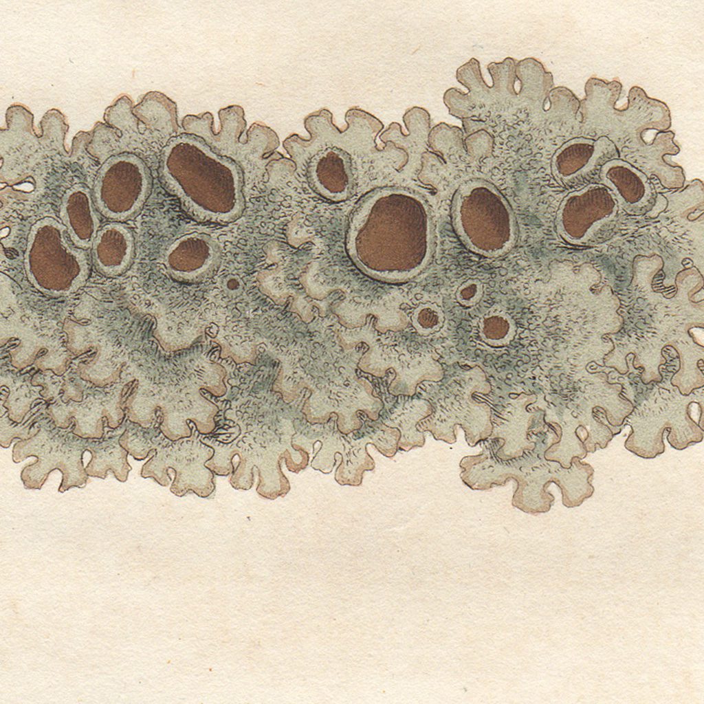 James Sowerby English Botany