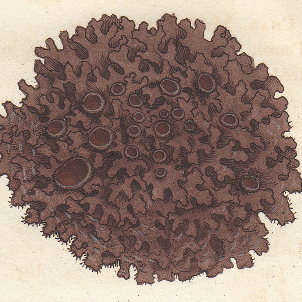 James Sowerby English Botany