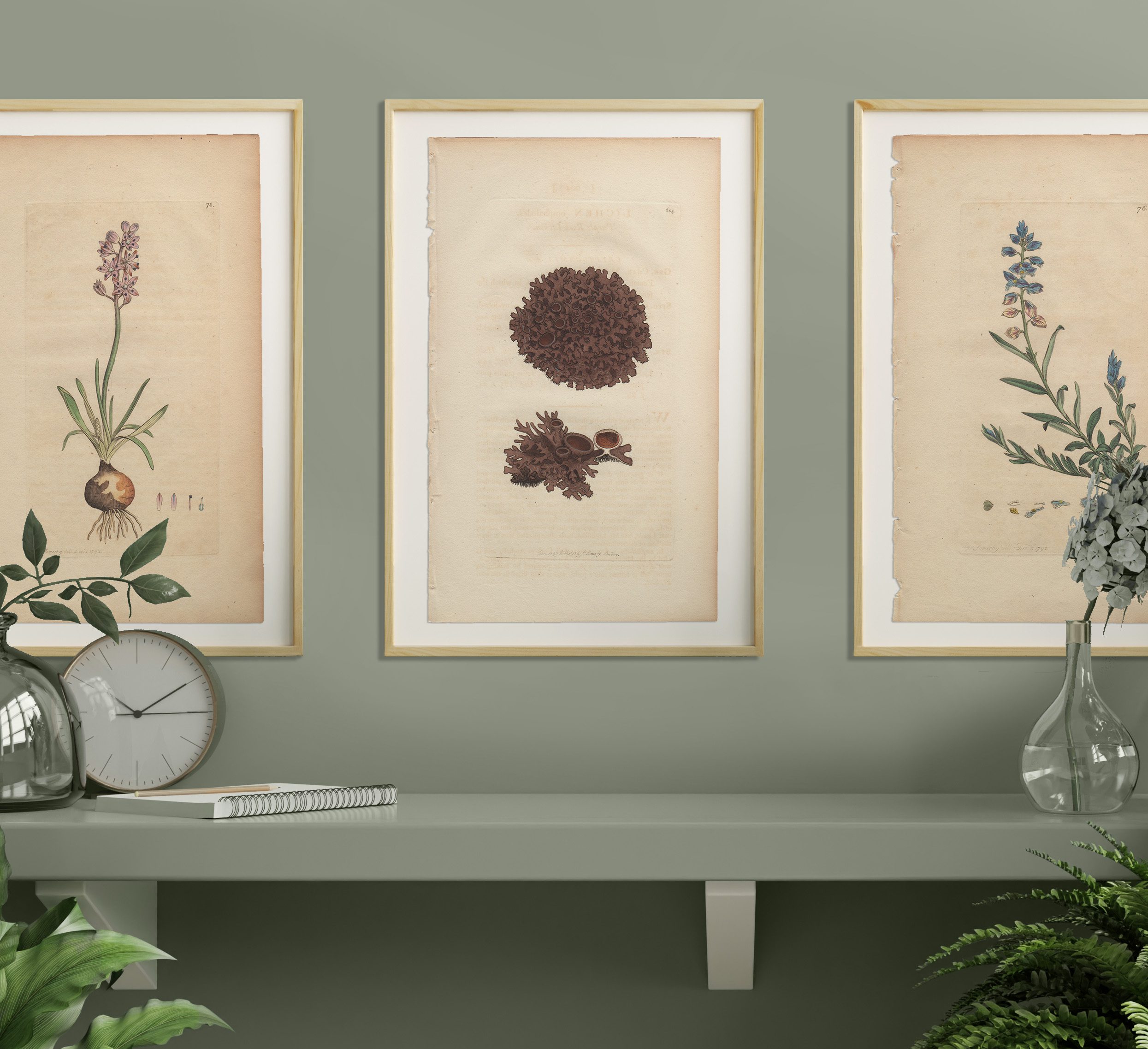 James Sowerby English Botany