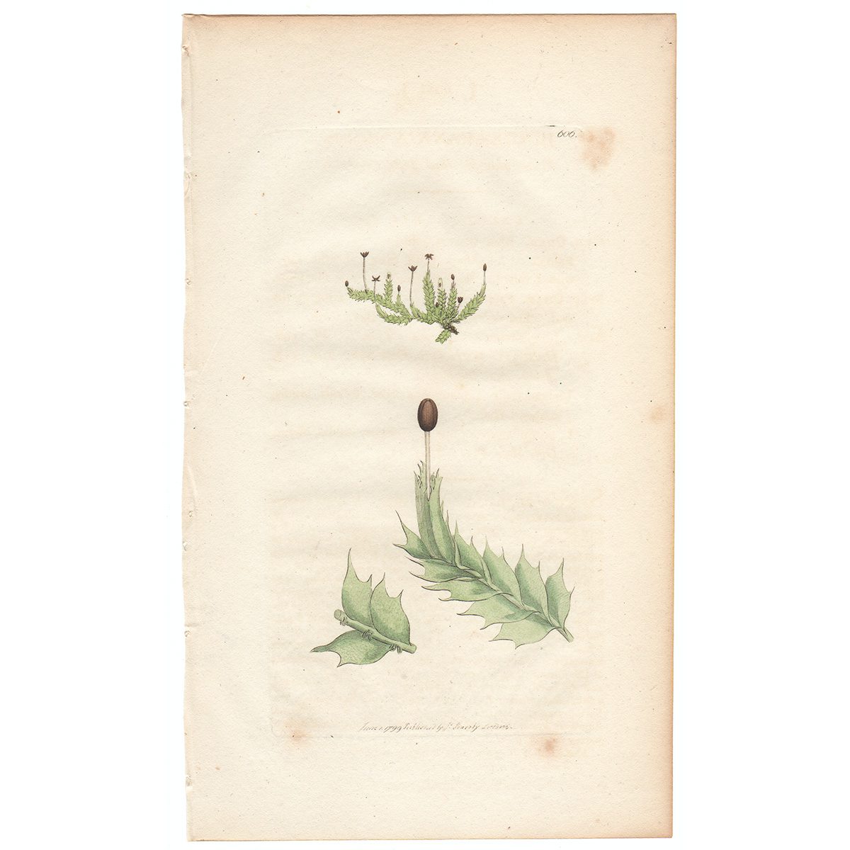 Sowerby Botany Plate 606 Triangular-sheathed Jungermannia