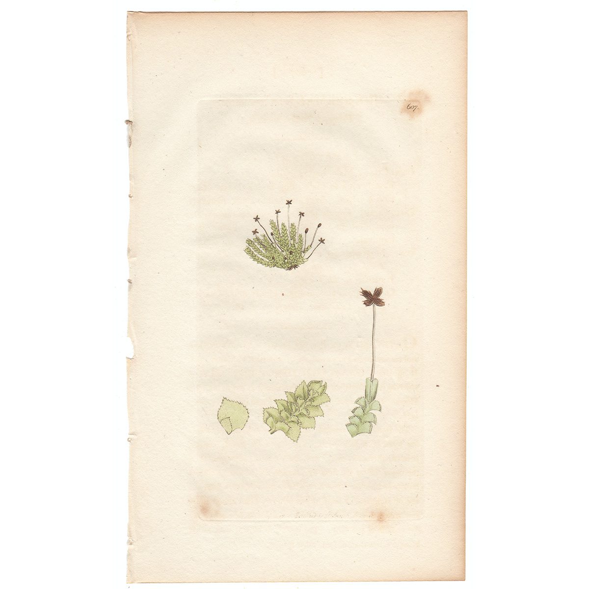 Sowerby Botany Plate 607 Fringed Jungermannia