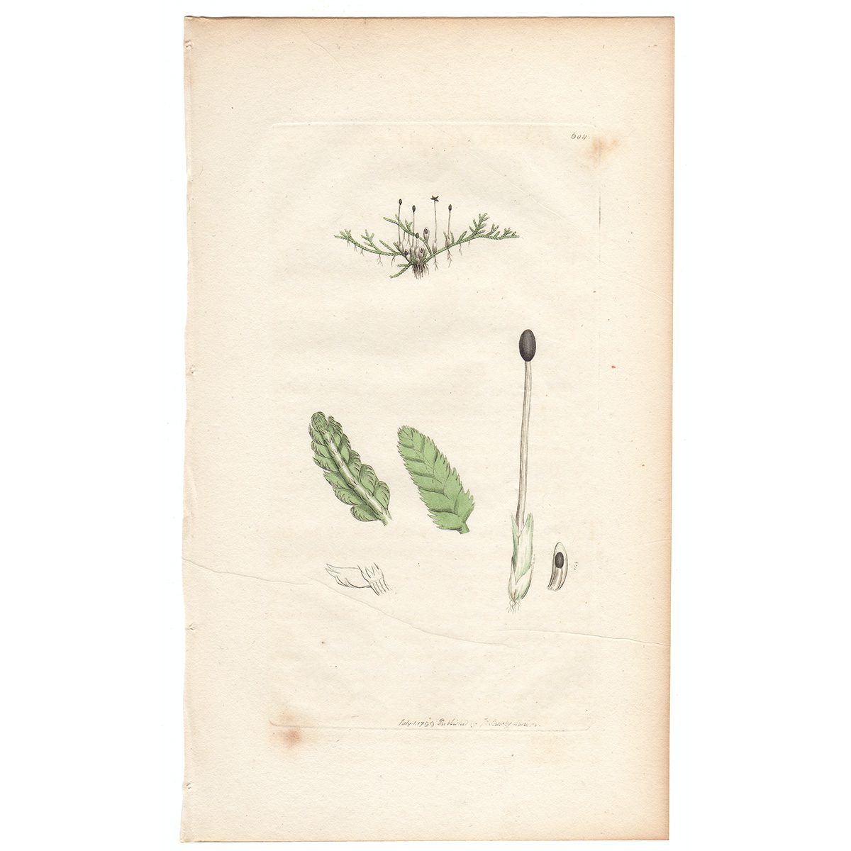 Sowerby Botany Plate 608 Creeping Jungemannia