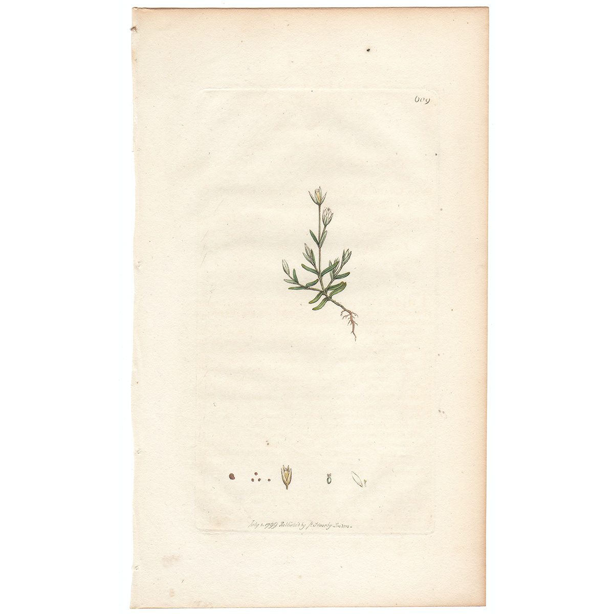 Sowerby Botany Plate 609 Upright Pearlwort