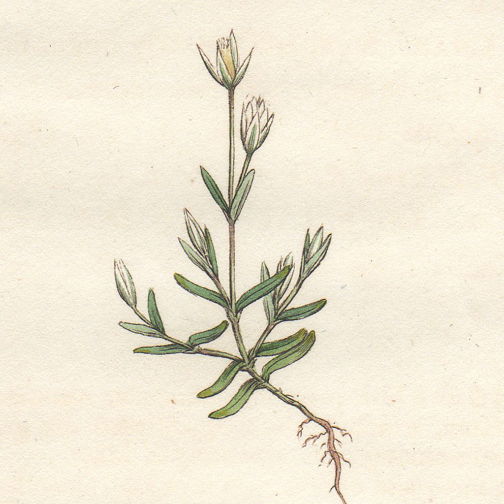 James Sowerby English Botany