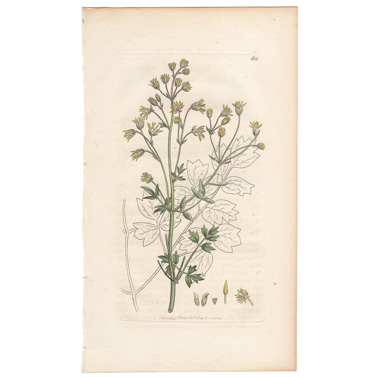 Sowerby Botany Plate 611 Greater Meadow-rue