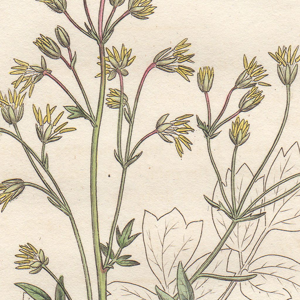 James Sowerby English Botany