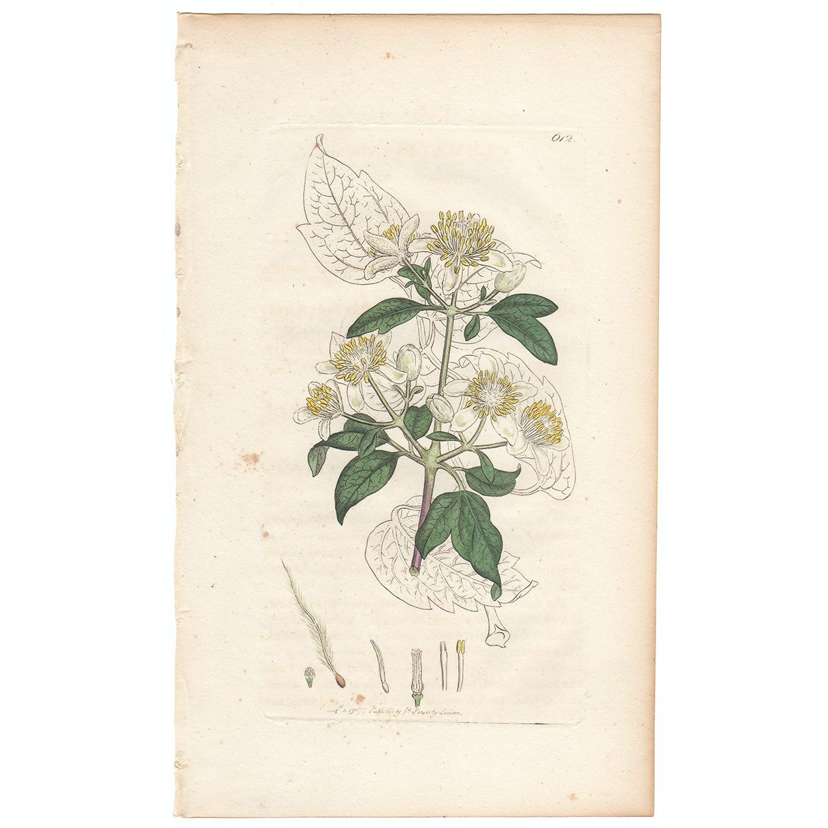 Sowerby Botany Plate 612 Traveller's Joy