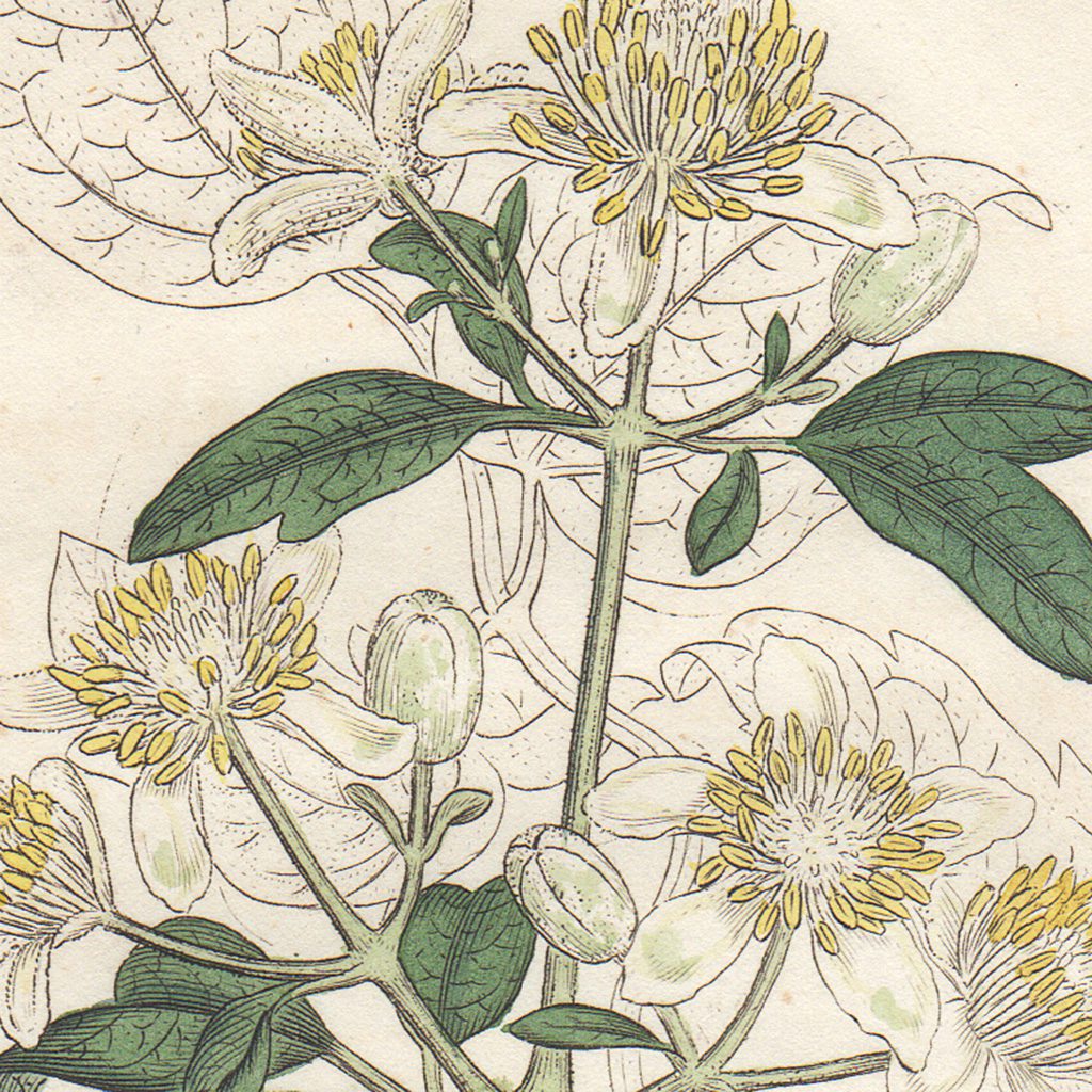 James Sowerby English Botany