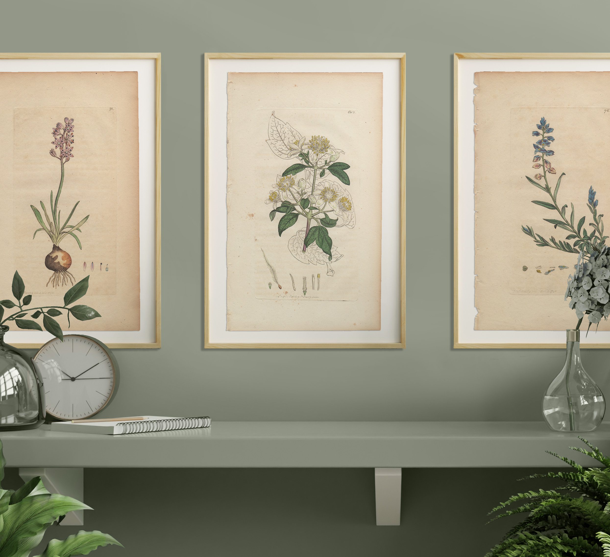 James Sowerby English Botany