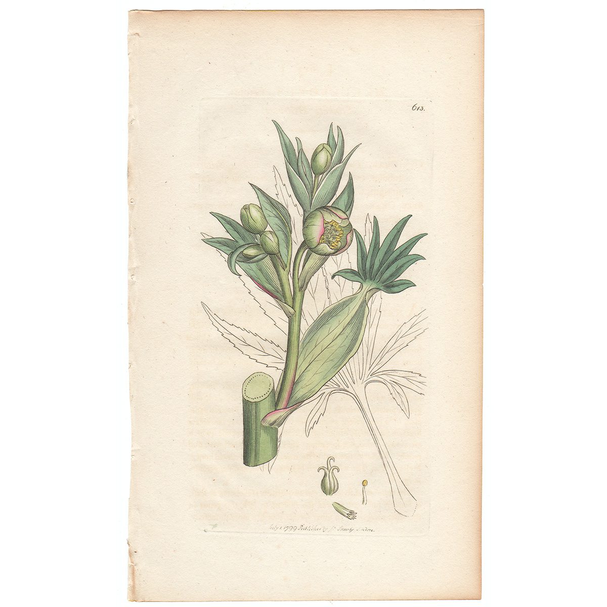 Sowerby Botany Plate 613 Stinking Hellebore