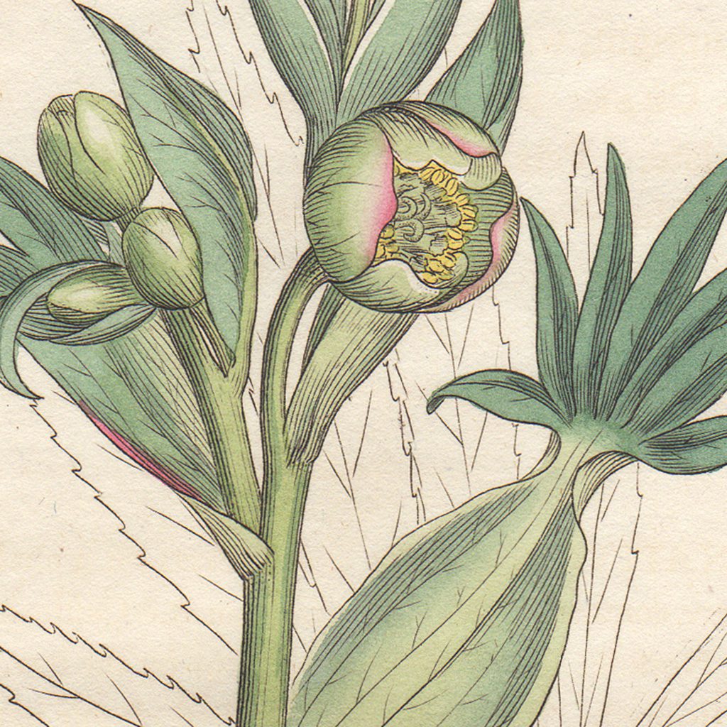 James Sowerby English Botany