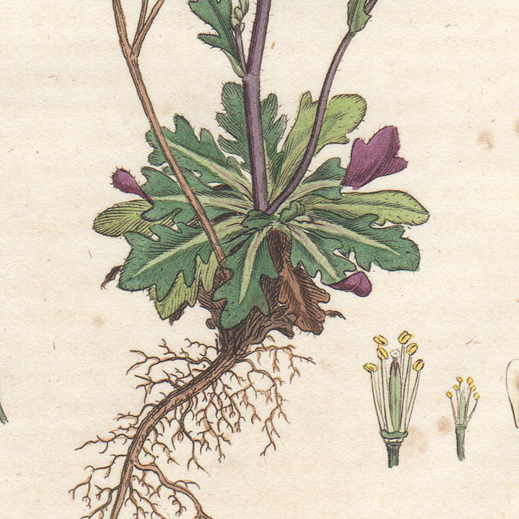 James Sowerby English Botany