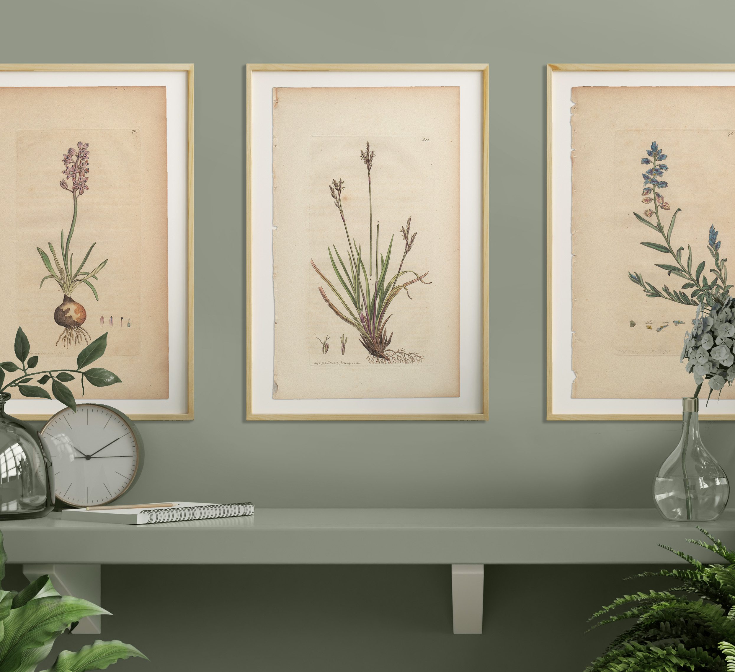 James Sowerby English Botany