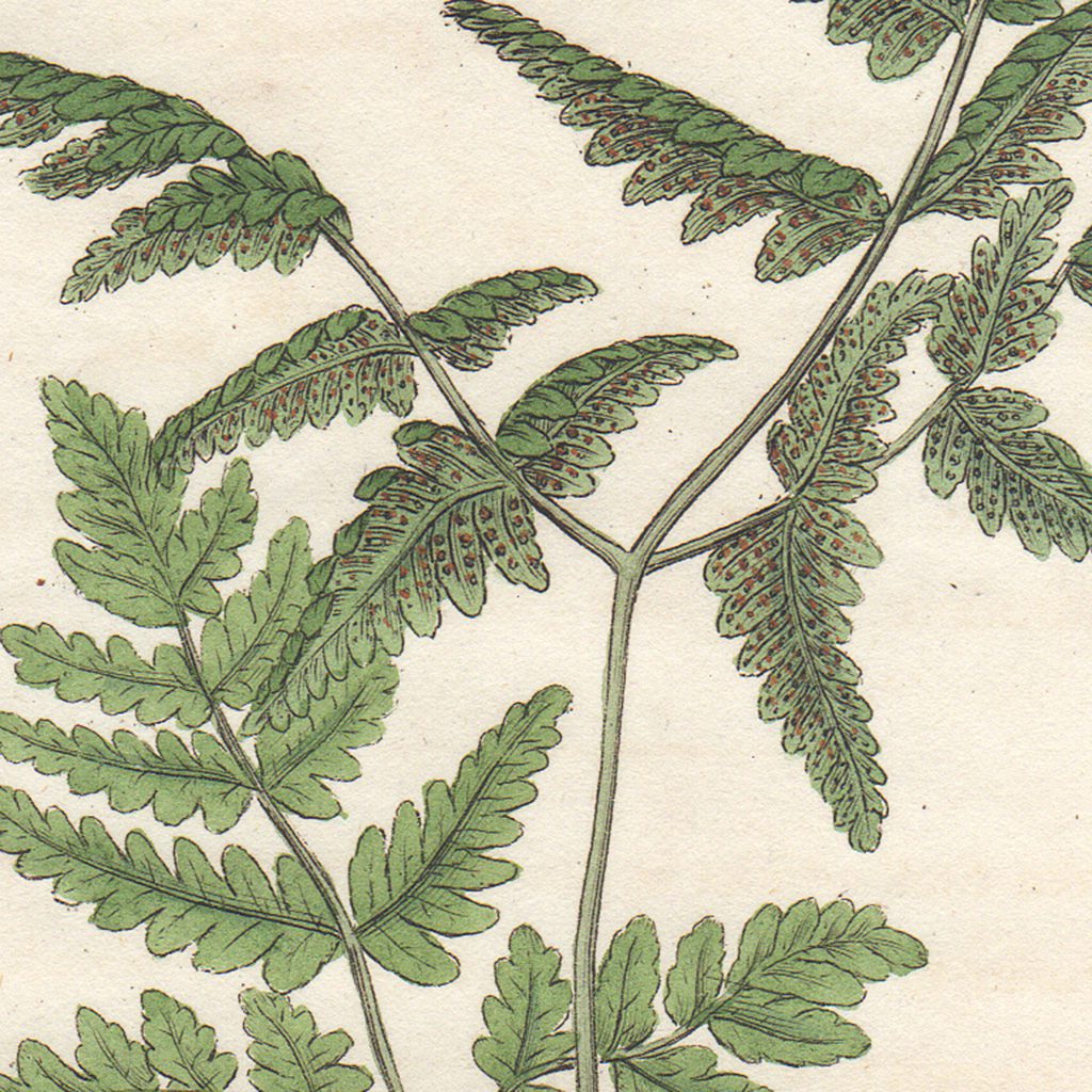 James Sowerby English Botany