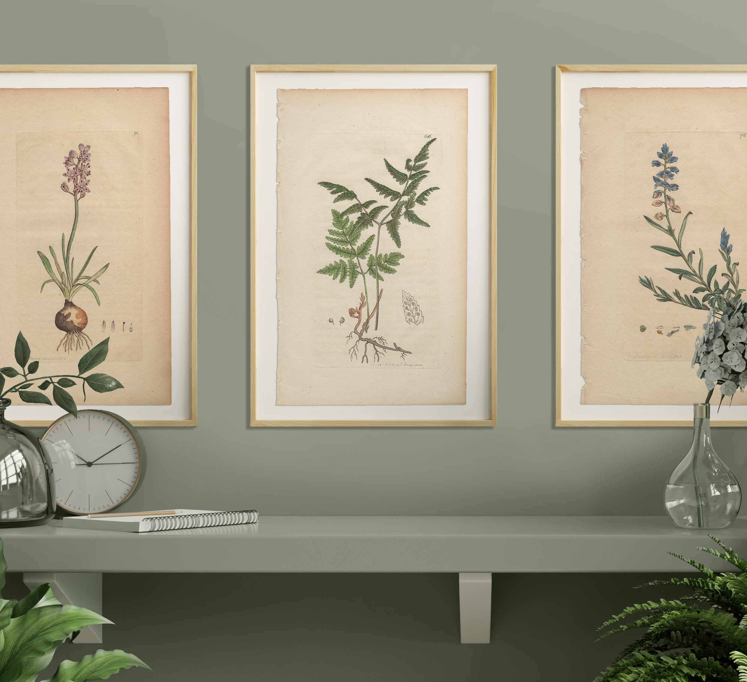 James Sowerby English Botany