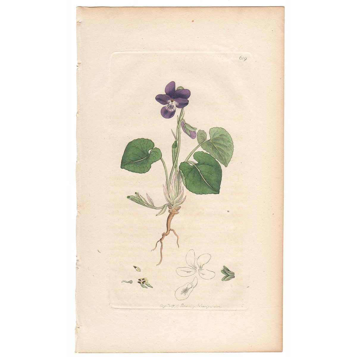Sowerby Botany Plate 619 Sweet Violet