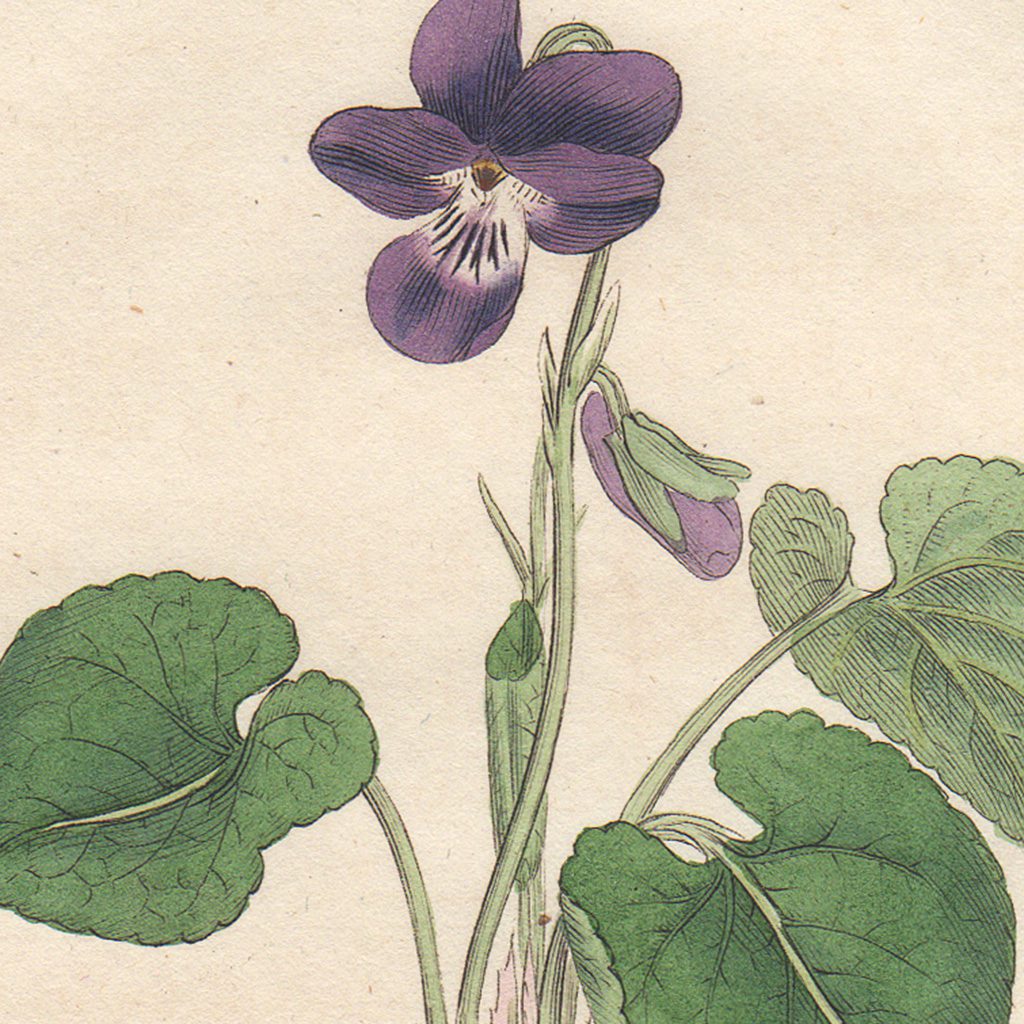 James Sowerby English Botany