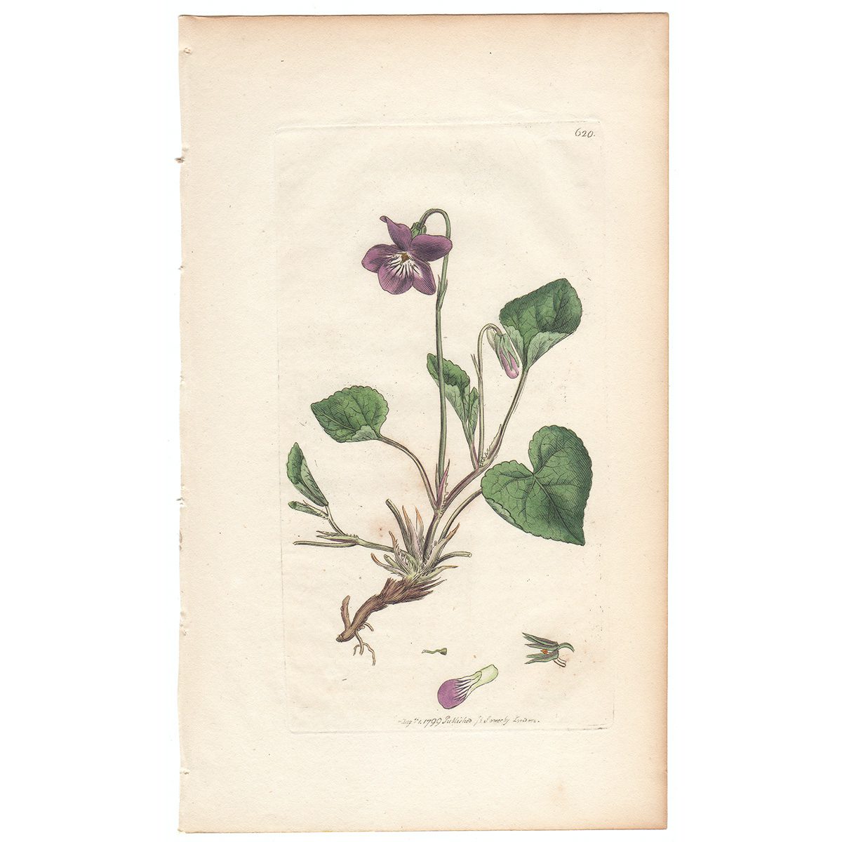 Sowerby Botany Plate 620 Dog's Violet