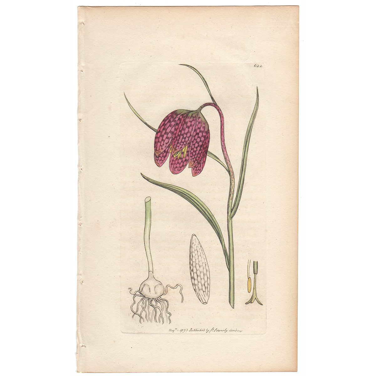 Sowerby Botany Plate 622 Common Fritillary