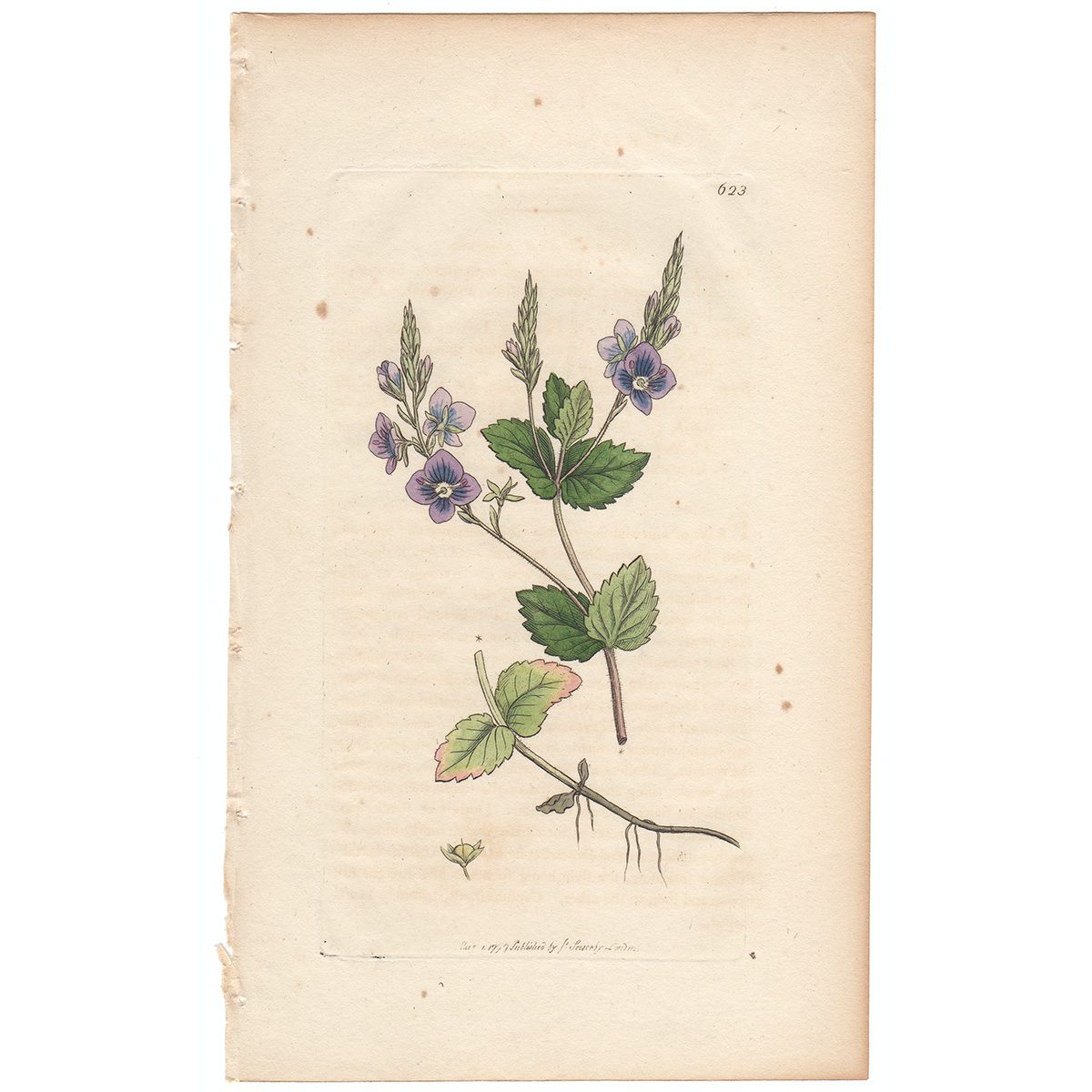 Sowerby Botany Plate 623 Germander Speedwell