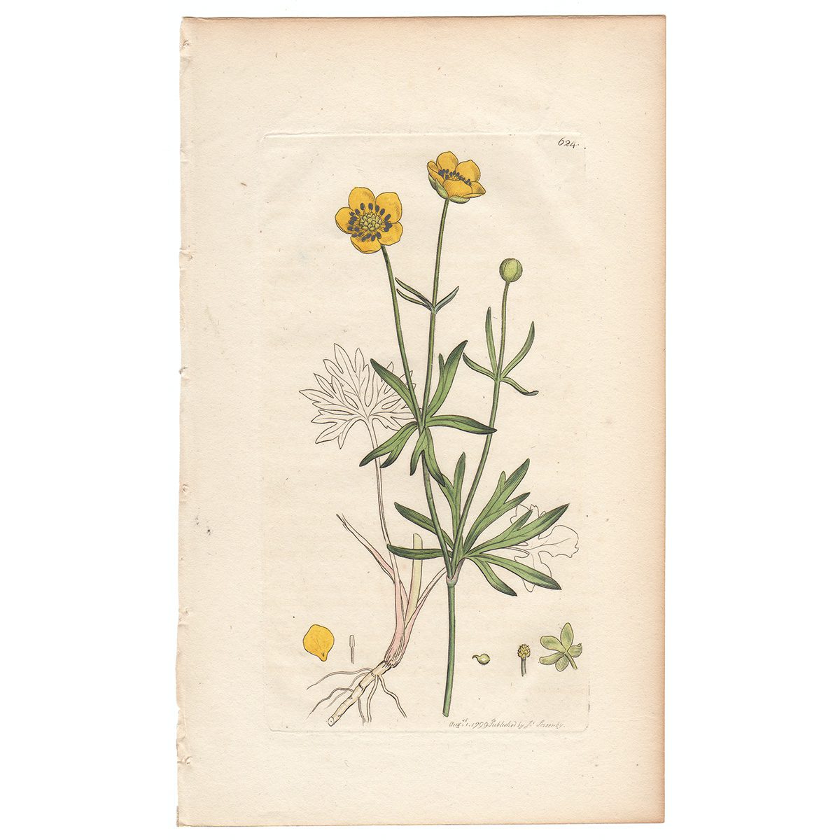 Sowerby Botany Plate 624 Wood Crowfoot