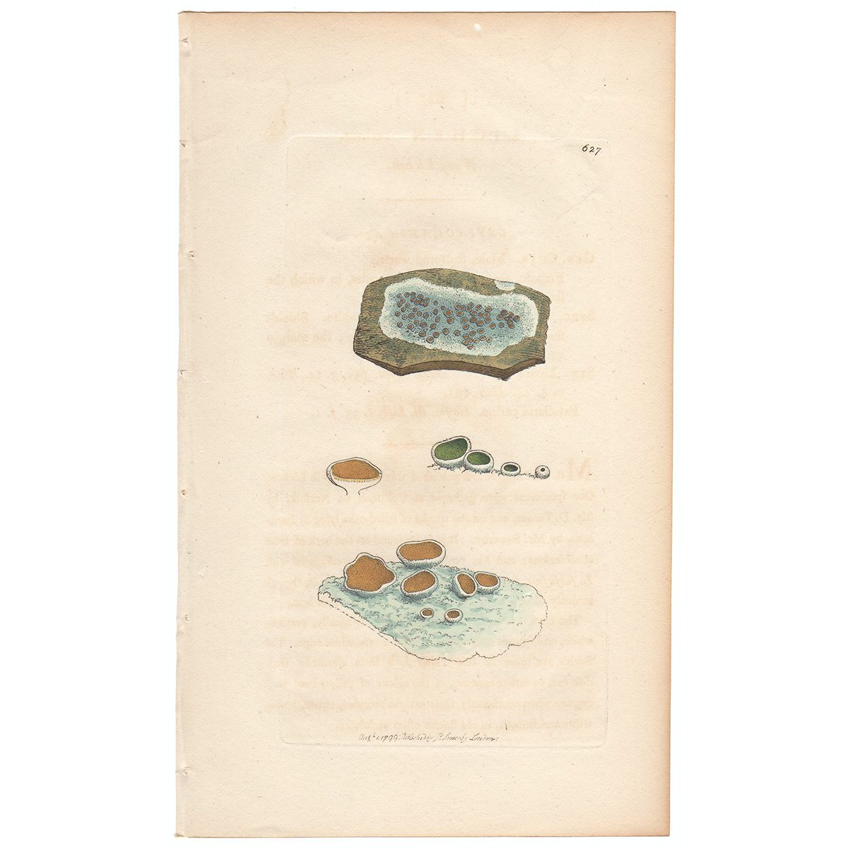 Sowerby Botany Plate 627 Waxy Lichen