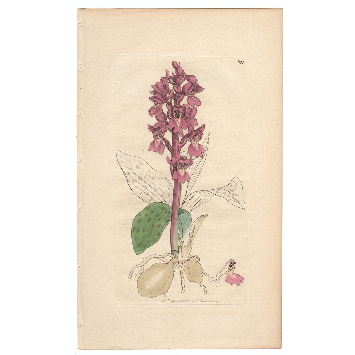 Sowerby Botany Plate 631 Early Purple Orchis