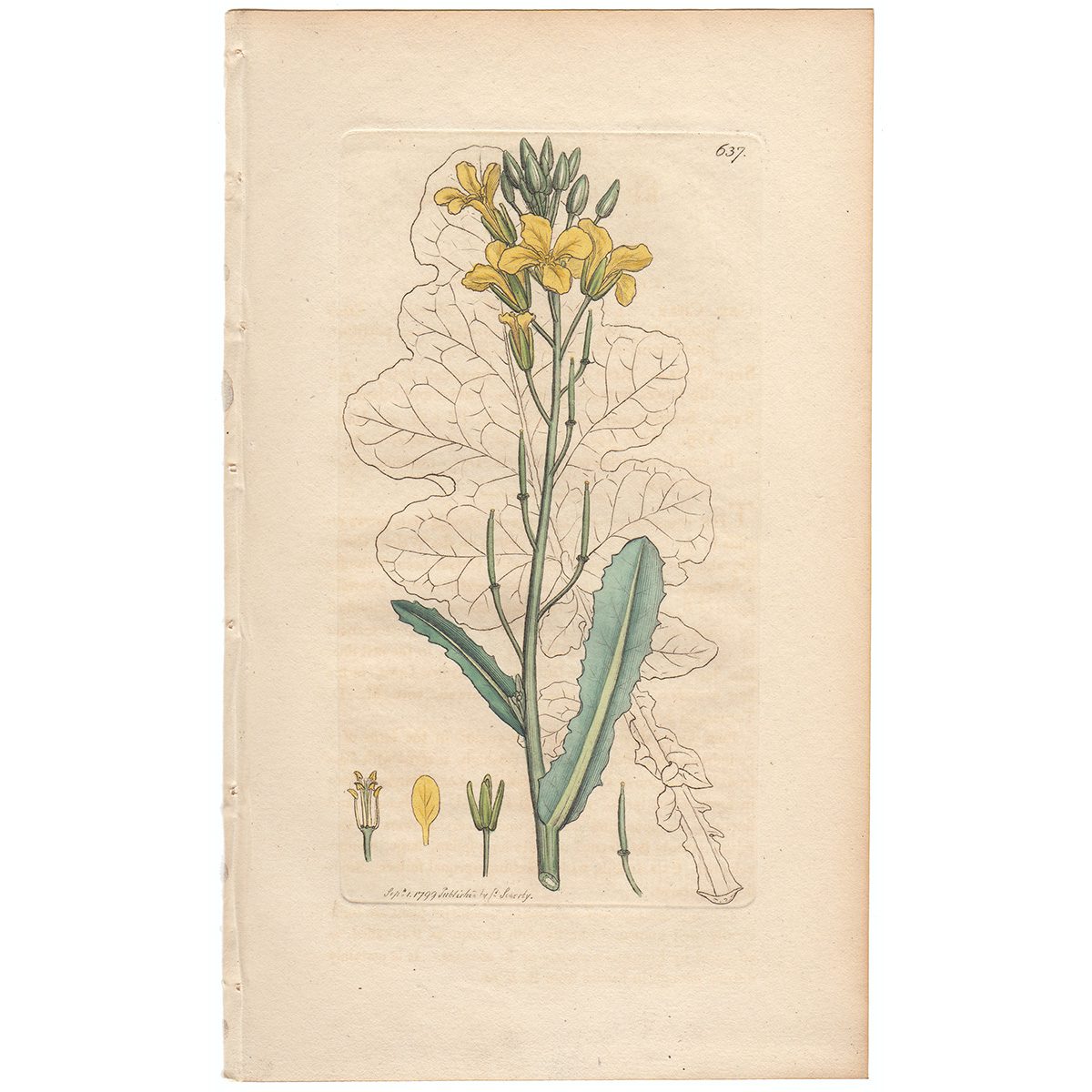Sowerby Botany Plate 637 Sea Cabbage