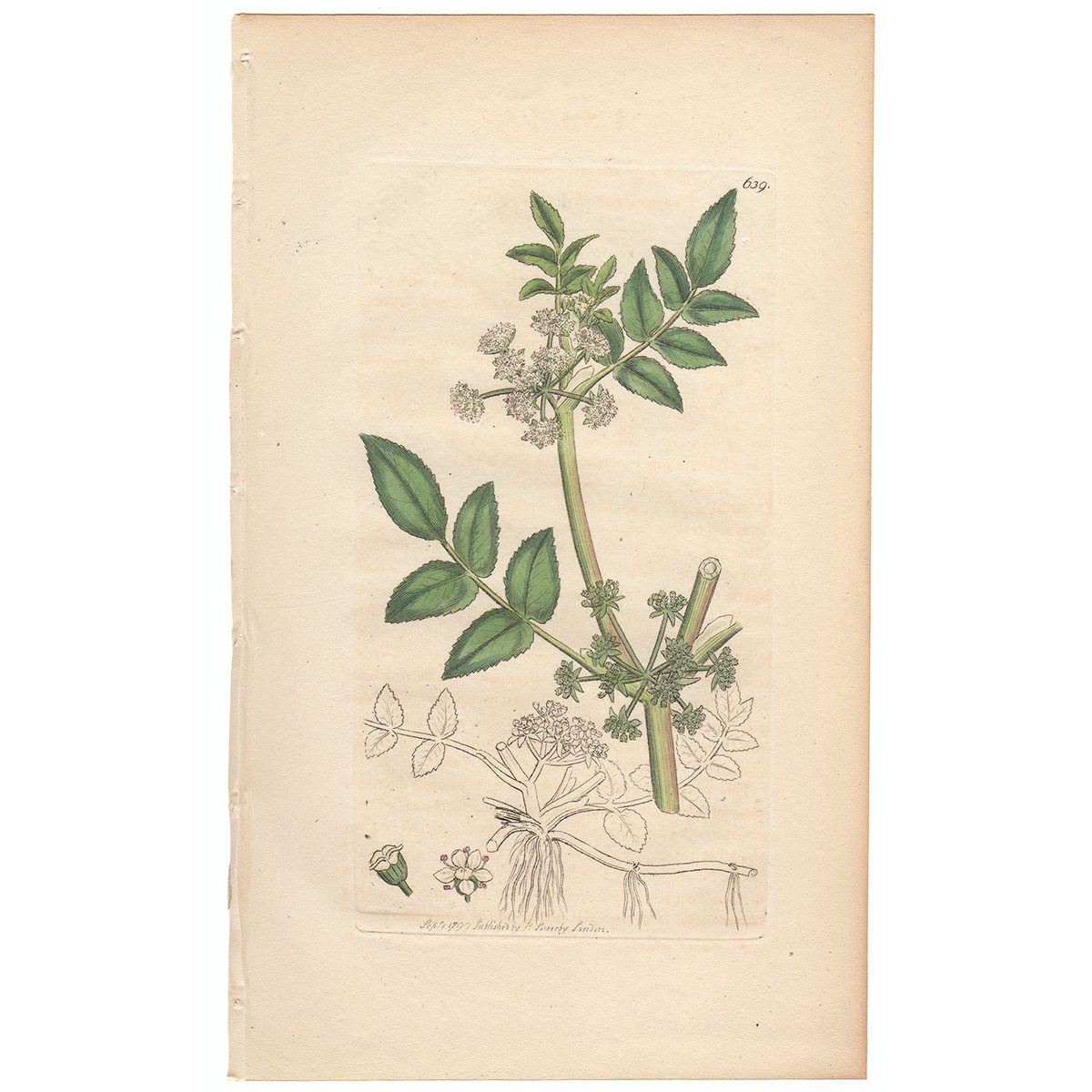 Sowerby Botany Plate 639 Procumbent Water Parsnep