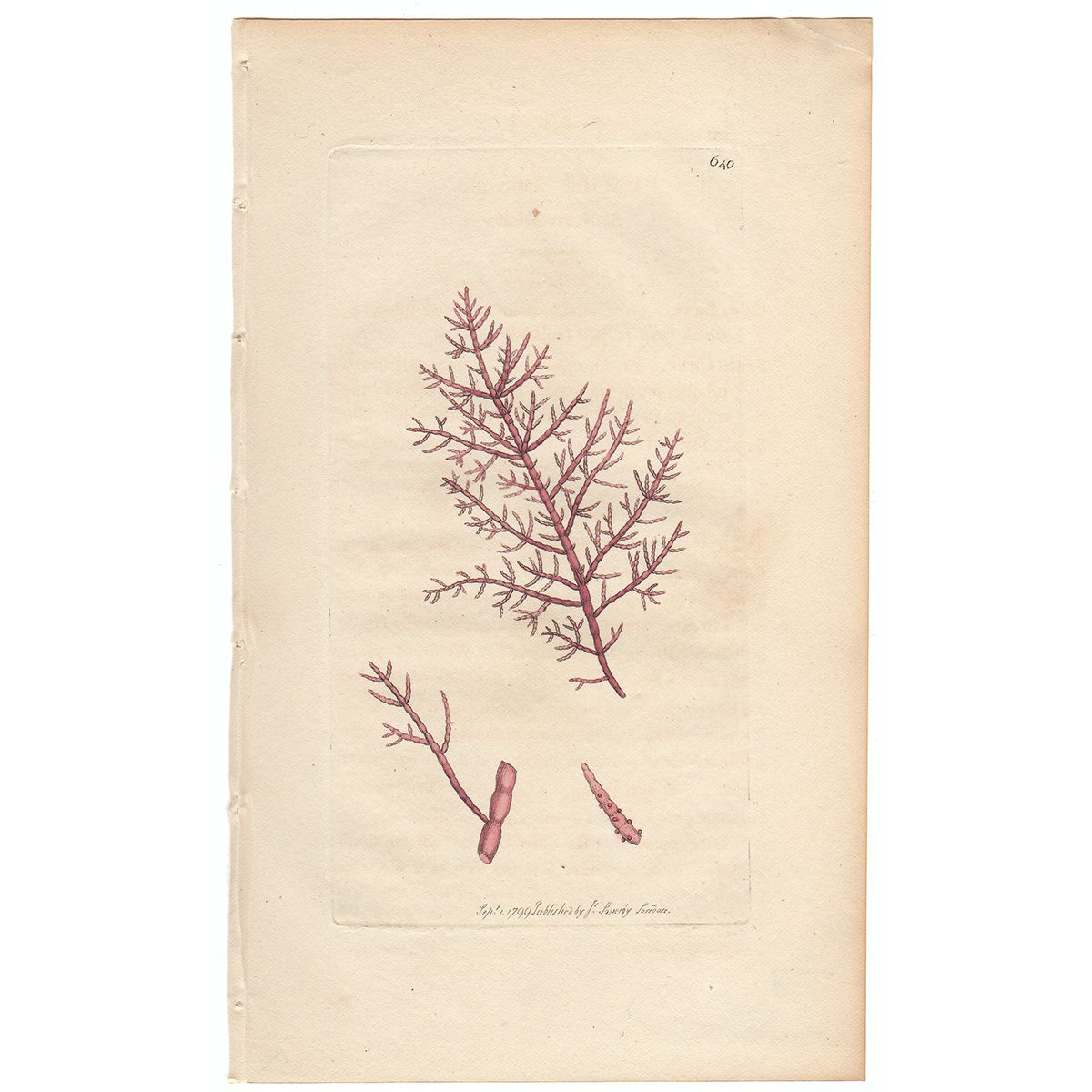 Sowerby Botany Plate 640 Saltwort Fucus