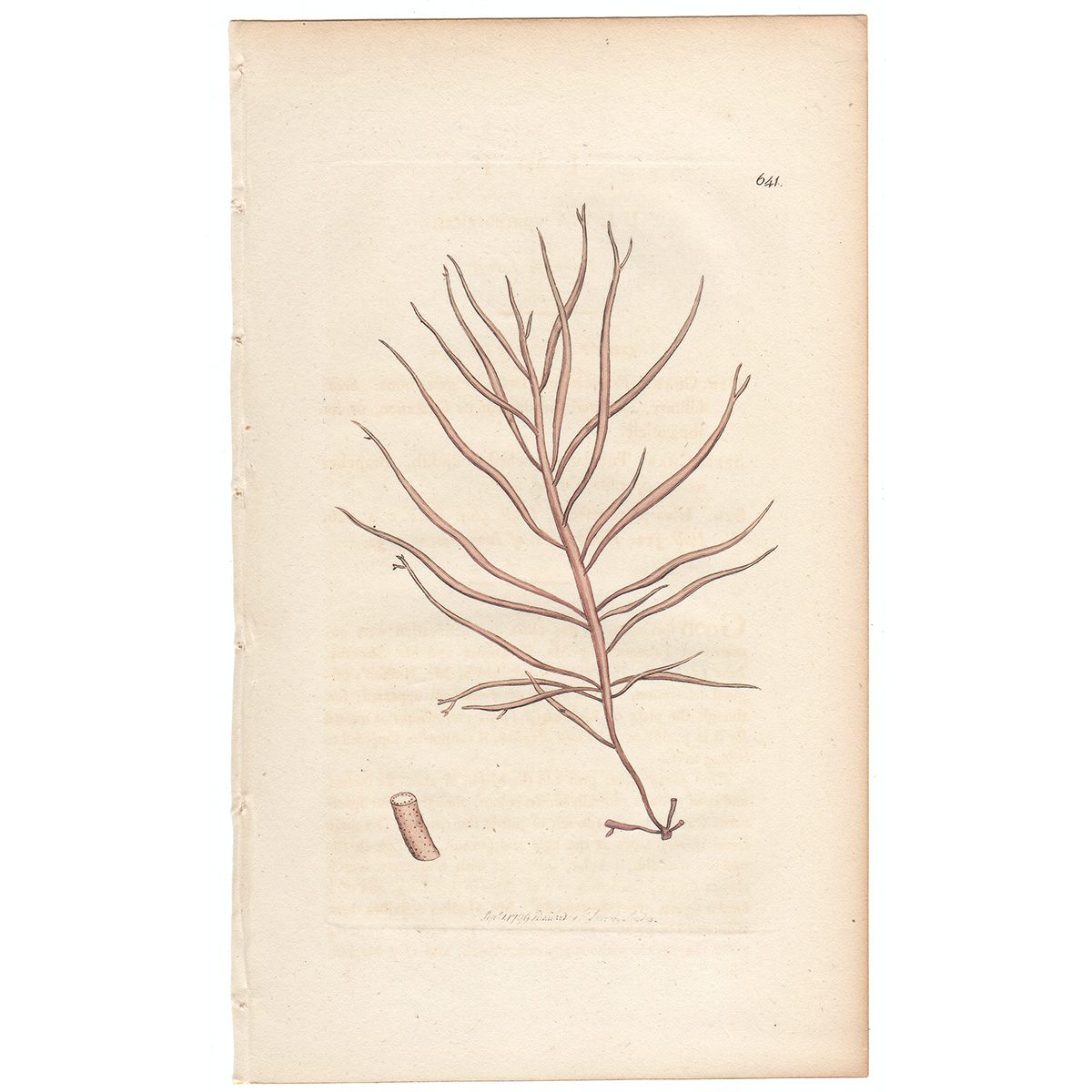 Sowerby Botany Plate 641 Purplish Laver