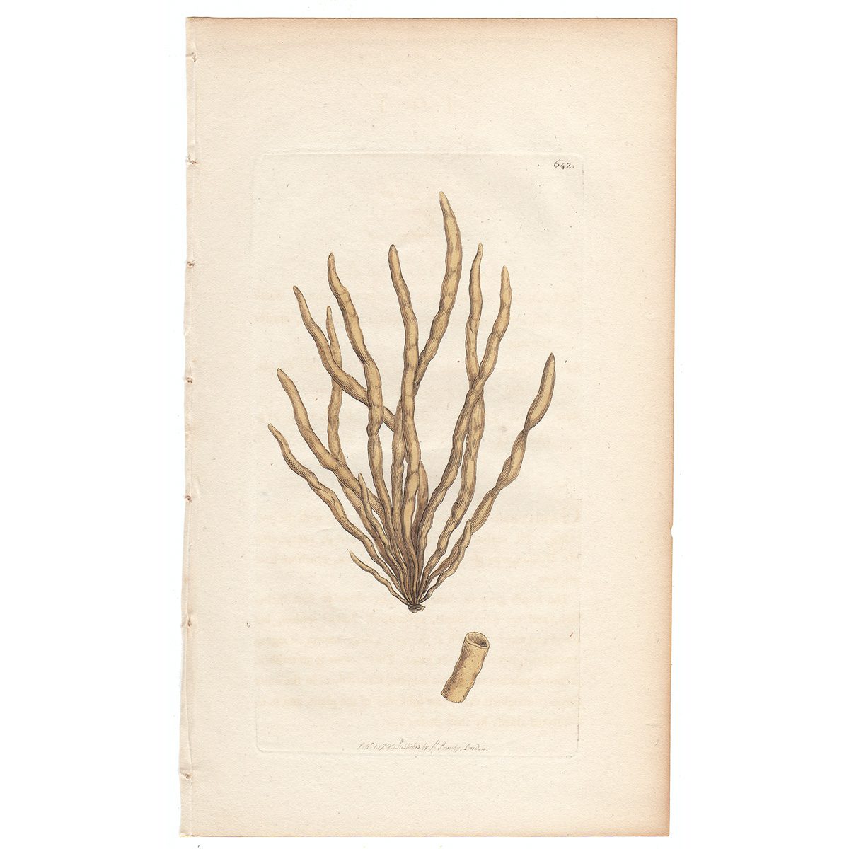 Sowerby Botany Plate 642 Pipe Laver