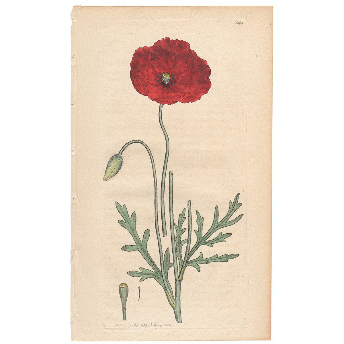 Sowerby Botany Plate 644 Long-smooth-headed Poppy