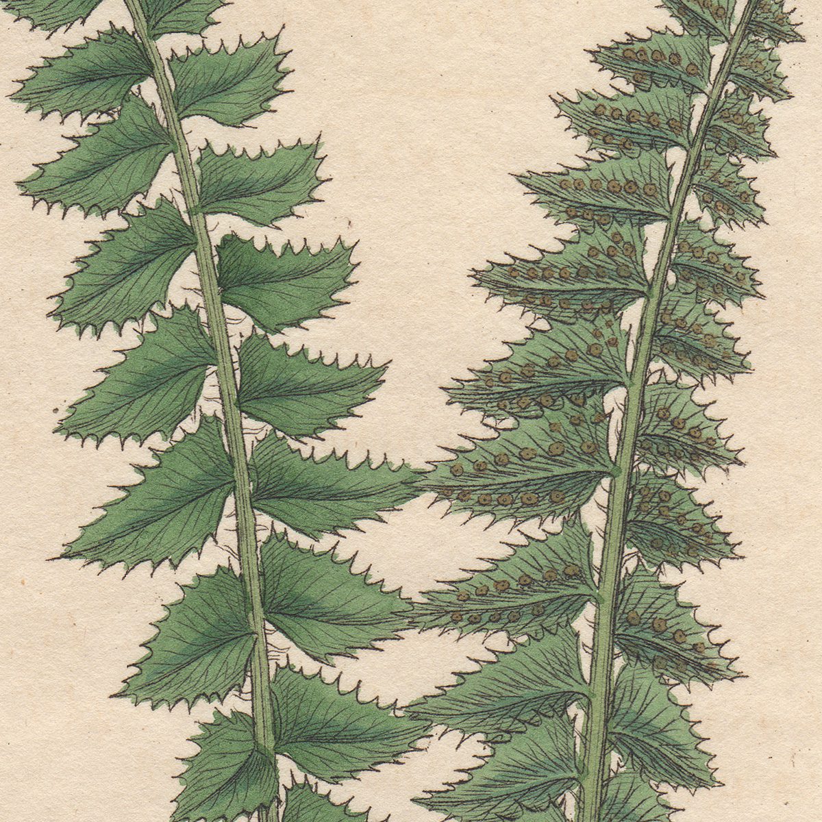 Sowerby Botany Plate 797 Rough Alpine Polypody - Image 2