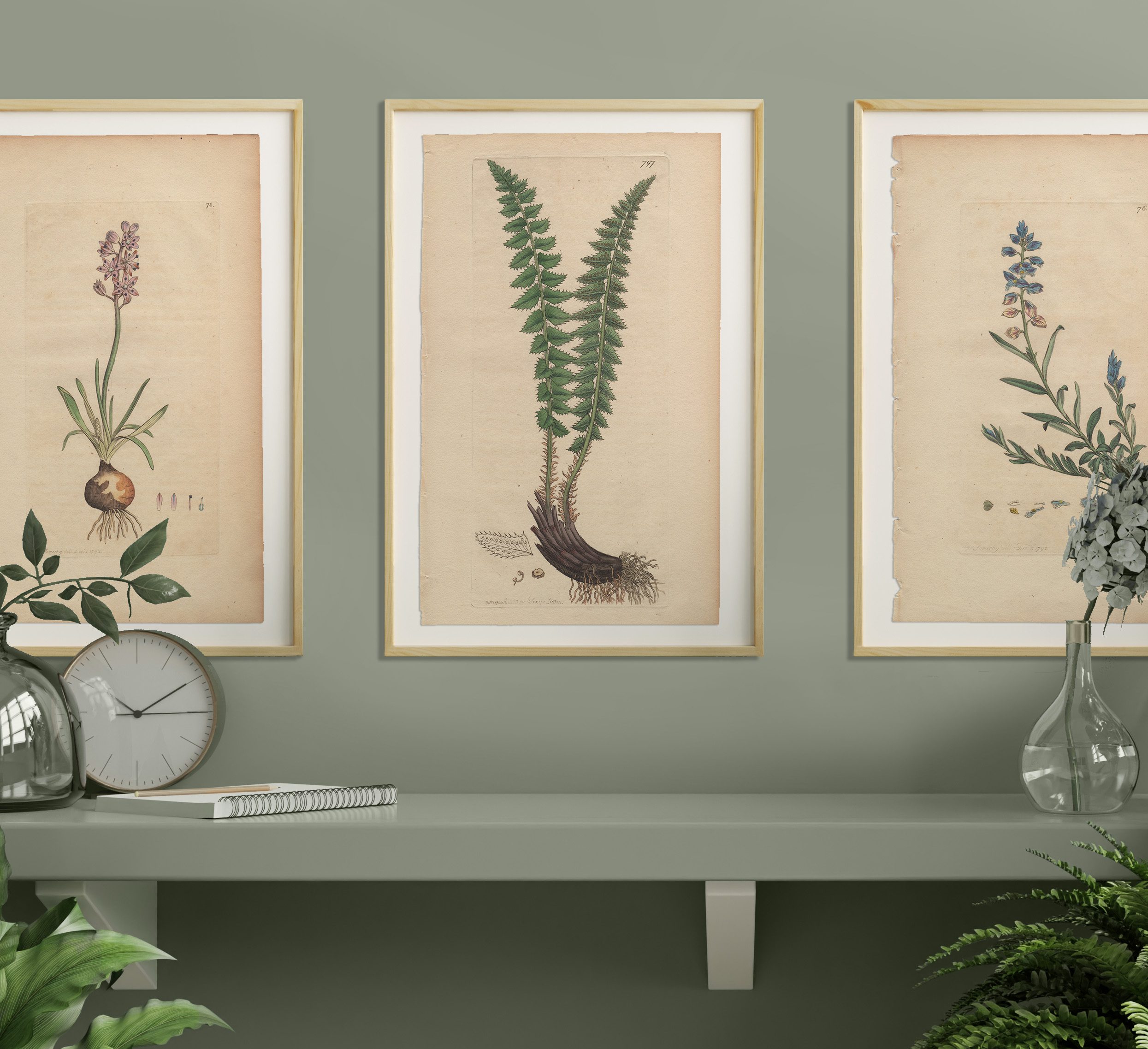 Sowerby Botany Plate 797 Rough Alpine Polypody - Image 4