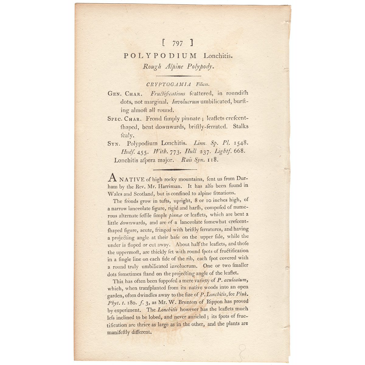 Sowerby Botany Plate 797 Rough Alpine Polypody - Image 3