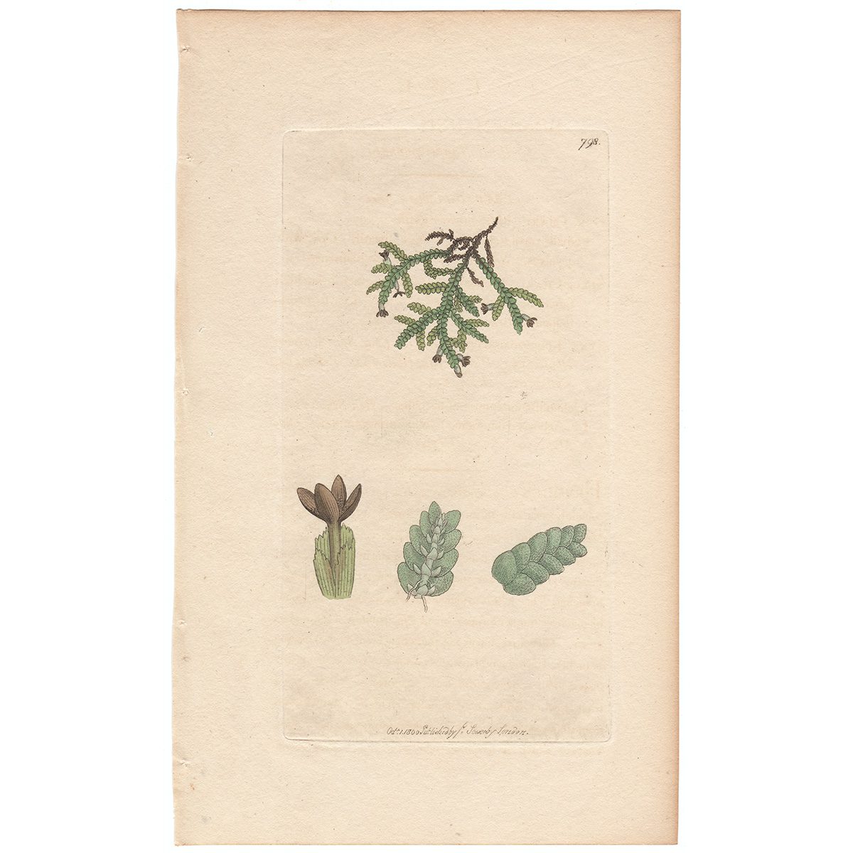 Sowerby Botany Plate 798 Wall Jungermannia