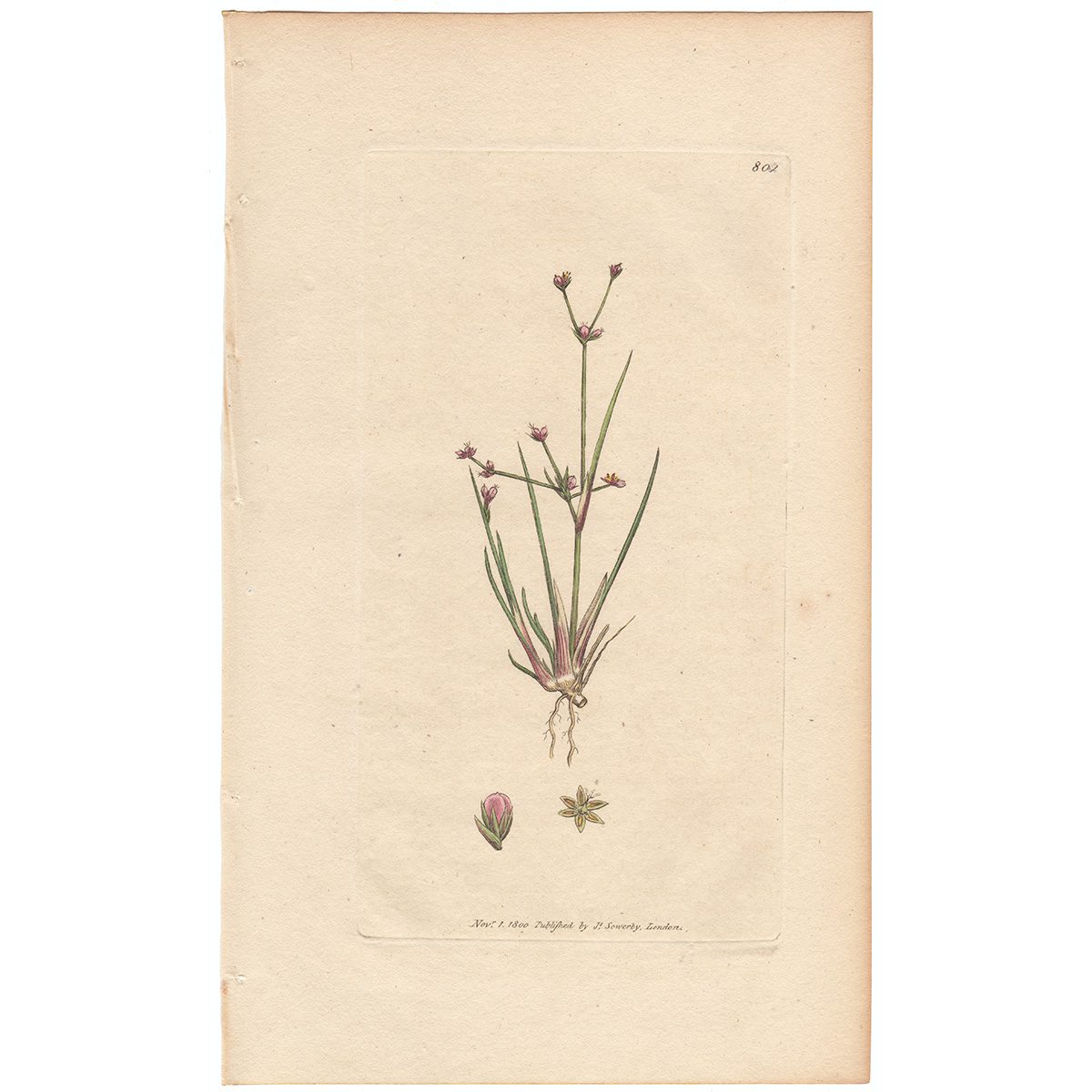 Sowerby Botany Plate 801 Little bulbous Rush