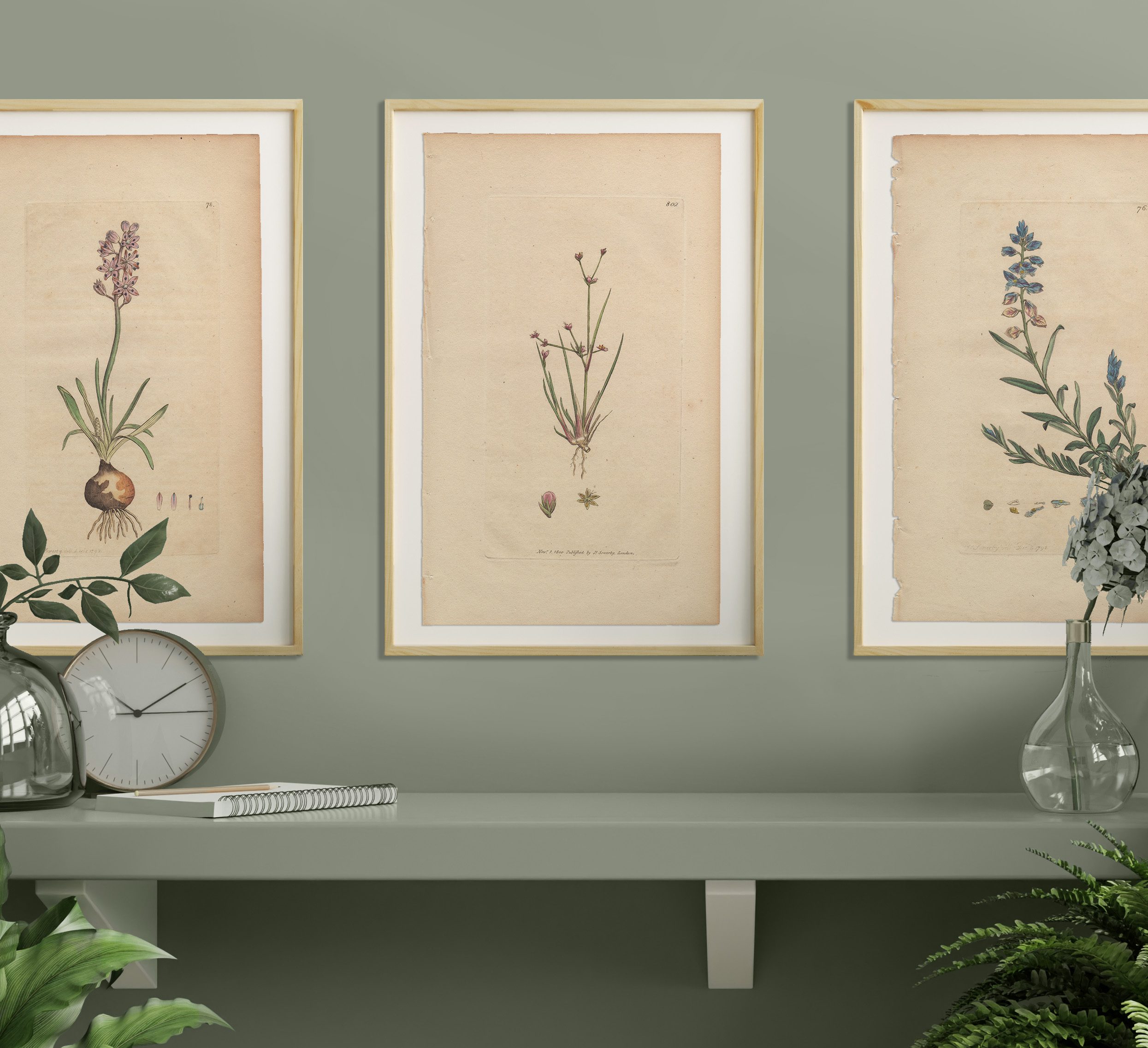 James Sowerby English Botany