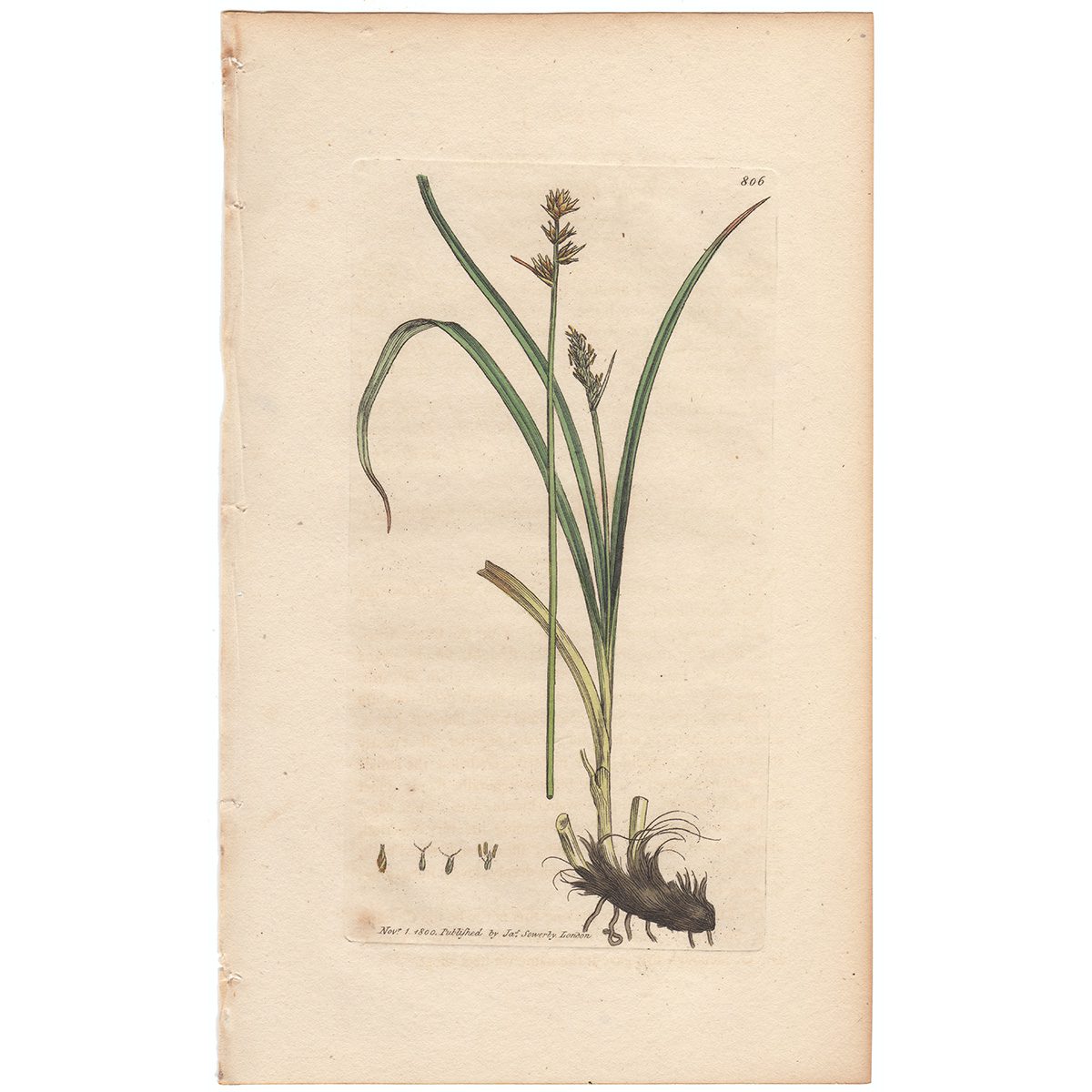 Sowerby Botany Plate 806 Little Prickly Carex