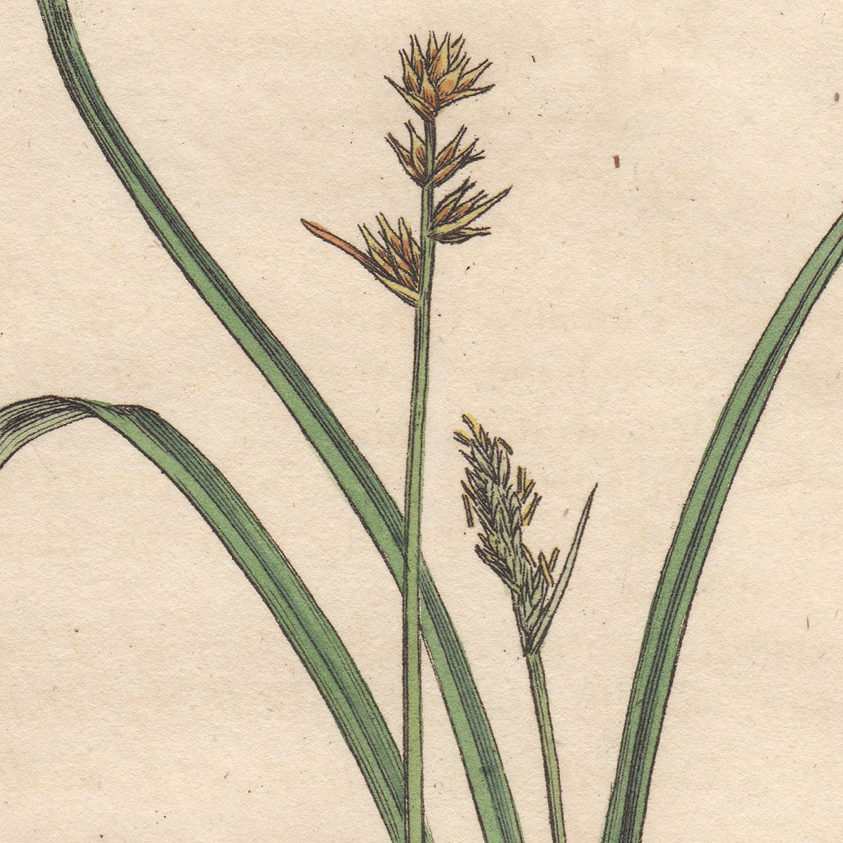 James Sowerby English Botany