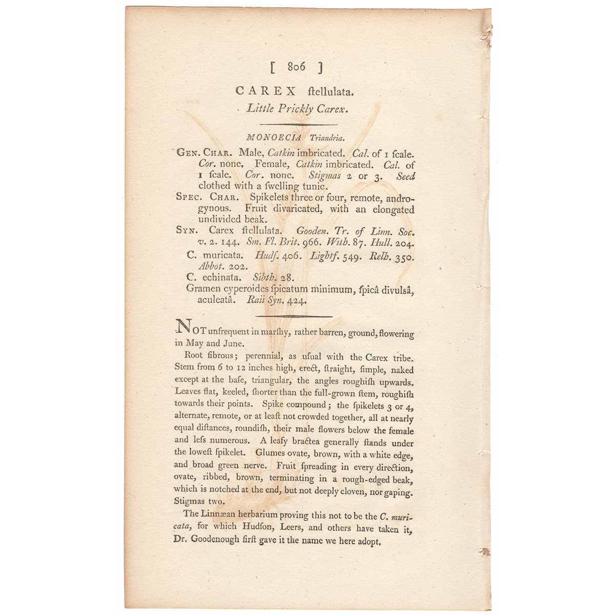 James Sowerby English Botany