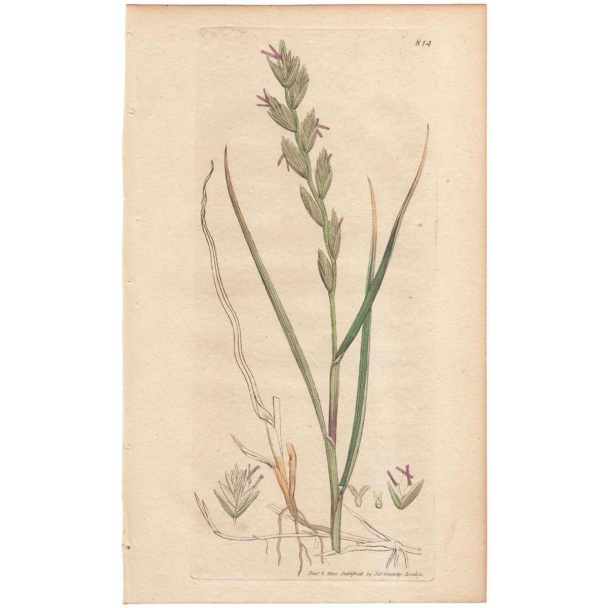 Sowerby Botany Plate 814 Sea Rushy Wheat-grass