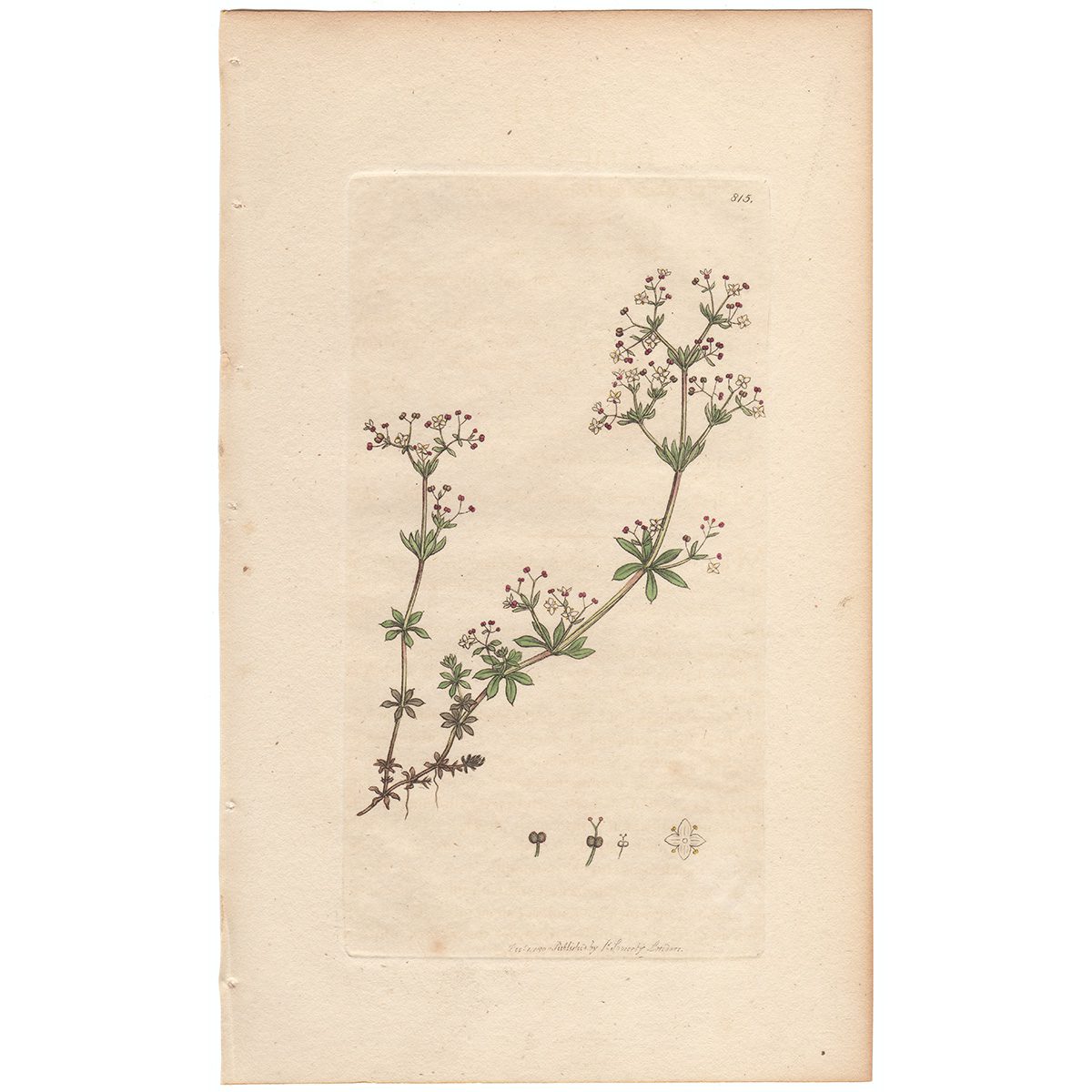 Sowerby Botany Plate 815 Smooth Heath Bed-straw